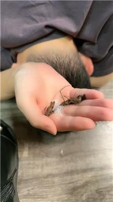 沅芷大人浓痰烟灰封眼吐狗嘴 bf46255