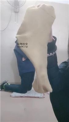 奇了怪了原味鞋袜羞辱发骚奴 JS241217-11