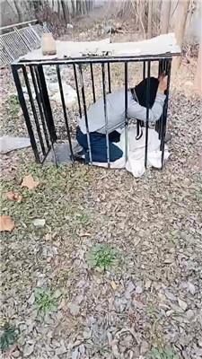 龙刖别墅户外彻底犬化专场双视角版 JS241230-49