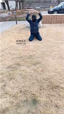 龙刖别墅户外彻底犬化专场双视角版 JS241230-49