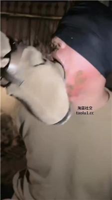 沅芷大人绑树上耳光踢踹吃泥巴 JS250116-1