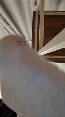 上海汤圆红灯白袜 250123-20