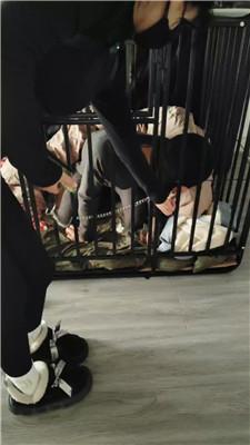 宝宝大大囚禁狗笼彻底犬化 JS250122-9