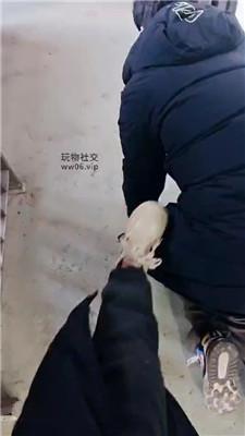 玉主子户外开发路人做小狗完整版 JS250127-13