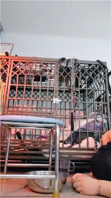 喵酱紫给圈养畜生泡制年夜饭 bf49744