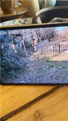 沅芷大人后院绑树上狠鞭打/抽的惨叫连连 bf50646