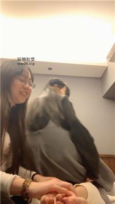 宝娜双S-坐脸窒息/骑马踩踏耳光 bf50470