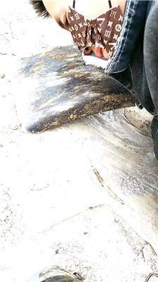 银南女帝农村户外-少妇调小叔子 JS250302-3