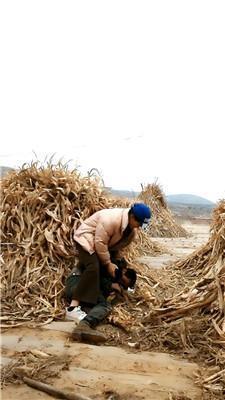 银南女帝农村户外-少妇调小叔子 JS250302-3