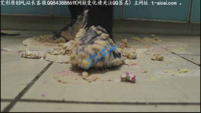 【爱秀套图】哚儿为贱奴制作的美味蛋糕狗粮（侮辱，强迫，特写）YC-190622-4