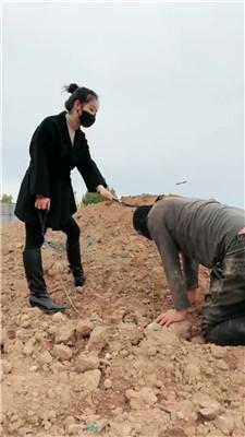 辣姐户外泥地训练人形犬 bf46253