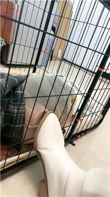 佳佳圈养狗笼/圣水泡面/高跟黑丝踩虐 bf46798