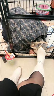 佳佳圈养狗笼/圣水泡面/高跟黑丝踩虐 bf46798