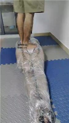 红樱男S-虐废发骚母畜生 JS241104-9