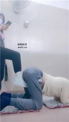 奇了怪了运动鞋白袜踢裆/鞭打/踩踏/原味气味辱 bf47109