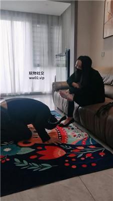 阿雅白领S-转胯狗爬/鞭打/高跟虐杀 JS241115-39