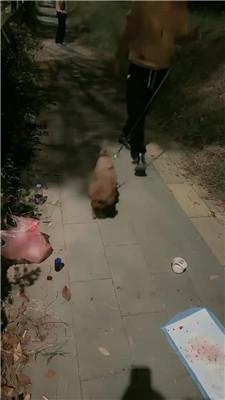 桃子老师户外-狗链遛狗犬化/长靴黑丝踩/脚下喂食 bf47023