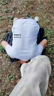 【爱秀套图】【漫音】爬山偶遇一条贱奴【双视角版】JS241021-1