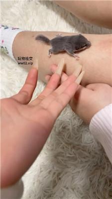 沐沐大大母畜-喜欢白棉袜的闺蜜狗 JS241120-3