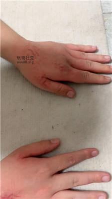 米奇妙妙屋高帮鞋白袜全体重踩踏/重度踢踹 bf47454