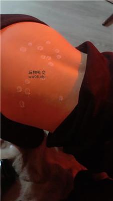 苏妲己铆钉高跟玉足狂舔 JS241203-25