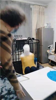 百变小妈全包藤条鞭打木乃伊狗双视角版 JS241231-15