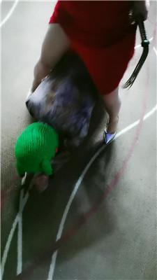 滢滢双S-囚禁狗笼/舔臭脚/鞭打踩踏/转胯狗爬双视角版JS241231-29