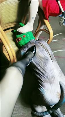 滢滢双S-囚禁狗笼/舔臭脚/鞭打踩踏/转胯狗爬双视角版JS241231-29