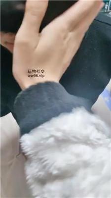 小羊咩咩骑马狗爬/玉足踩虐蹂躏 JS250101-8