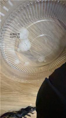 九月袜子泡水品尝-皮鞋白袜踩/玉足狂舔 JS250104-23