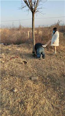 沐颜户外-遛狗驯化爬行/踩踏双视角版 bf49364