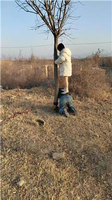 沐颜户外-遛狗驯化爬行/踩踏双视角版 bf49364