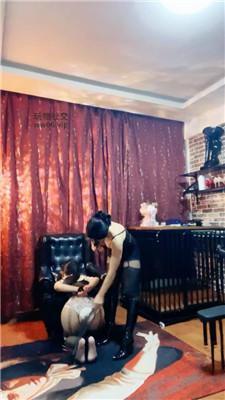 冷颜母畜-反绑狠虐你们的女神 JS250124-3