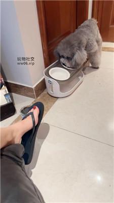 沅芷大人脏夹拖碾压踩狗头 JS250124-16