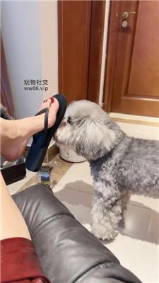 沅芷大人脏夹拖碾压踩狗头 JS250124-16