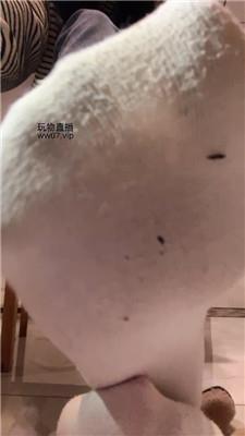 萱萱子臭白袜    250222-19